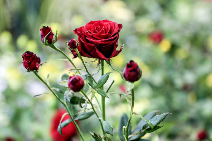 صادرات حلقه مفقوده توسعه صنعت گل در محلات