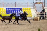 Le premier festival des chevaux de la race iranienne Dareshuri