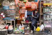 Kabul’s bird sellers’ market