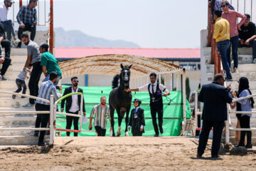 Le premier festival des chevaux de la race iranienne Dareshuri