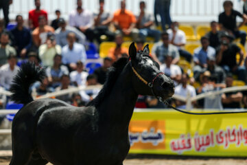 Le premier festival des chevaux de la race iranienne Dareshuri