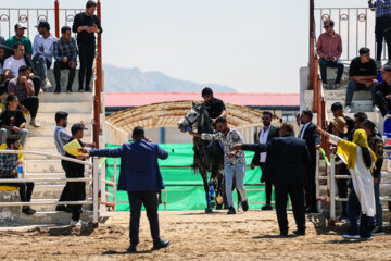 Le premier festival des chevaux de la race iranienne Dareshuri