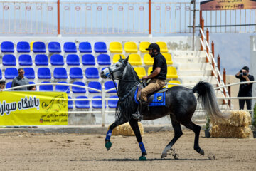 Le premier festival des chevaux de la race iranienne Dareshuri