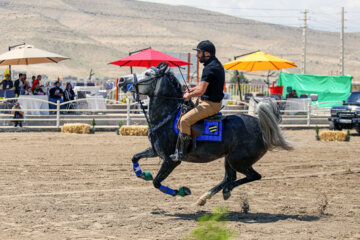 Le premier festival des chevaux de la race iranienne Dareshuri