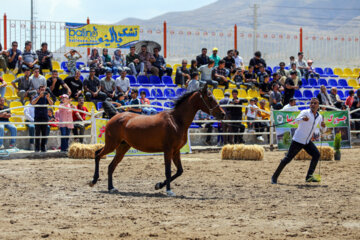 Le premier festival des chevaux de la race iranienne Dareshuri