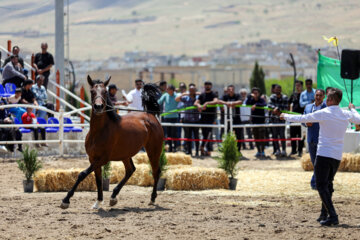 Le premier festival des chevaux de la race iranienne Dareshuri