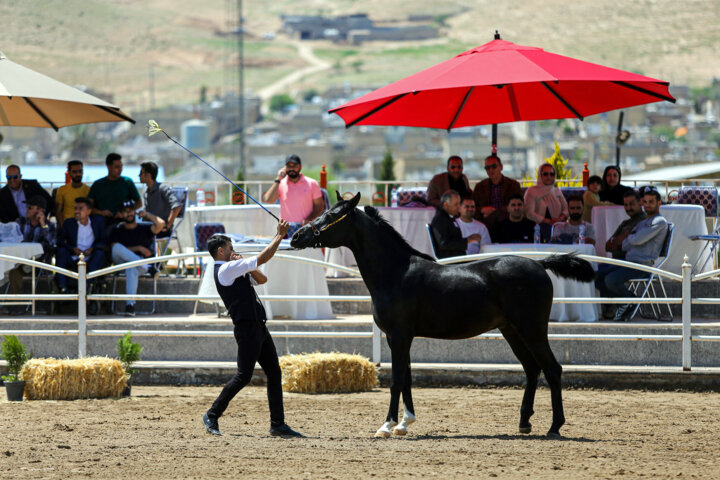 نخستین جشنواره زیبایی‌های اسب «دره شوری»