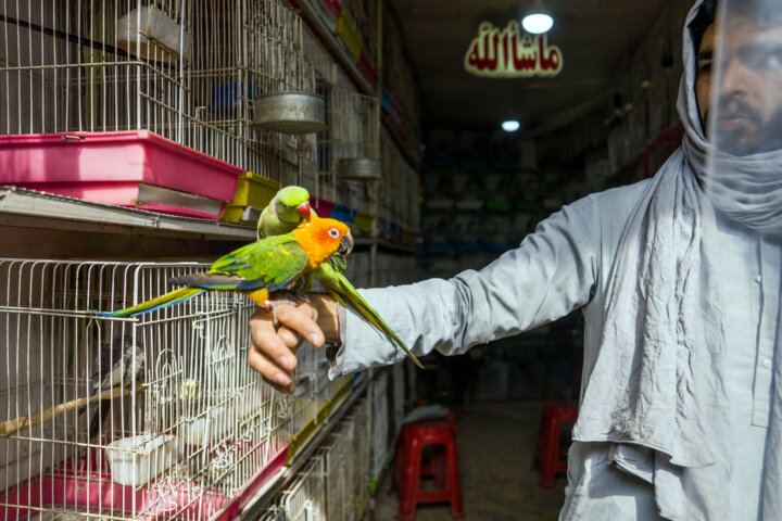 بازار پرنده فروشان کابل