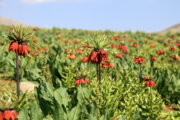 لالایی لاله‌های غرق در قُرق