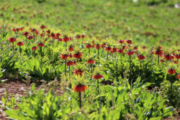 Snakeshead lilies in Kuhrang plain