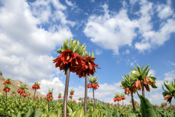 La plaine des tulipes renversées dans l’ouest de l’Iran 