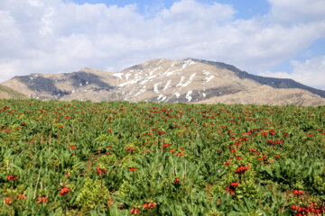 La plaine des tulipes renversées dans l’ouest de l’Iran 
