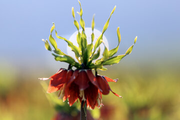 La plaine des tulipes renversées dans l’ouest de l’Iran 