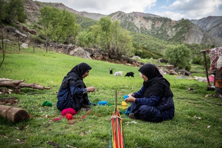 «شیردنگ بافی»