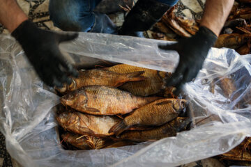  ماهی های دودی شده در انبار بسته بندی می شوند
