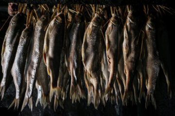 ماهی های تازه در فضای آماده شده در دودخانه نصب شده اند