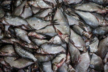 ماهی های تازه برای شستشو و مزه دار کردن توسط کارگران به حوضچه ها منتقل می شود