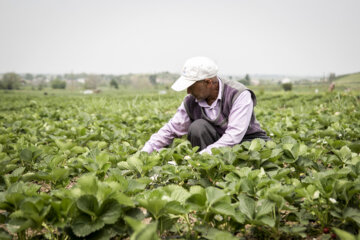 طرح‌های خانگی کشاورزی برای چهار هزار نفر در سیستان و بلوچستان شغل ایجاد کرد