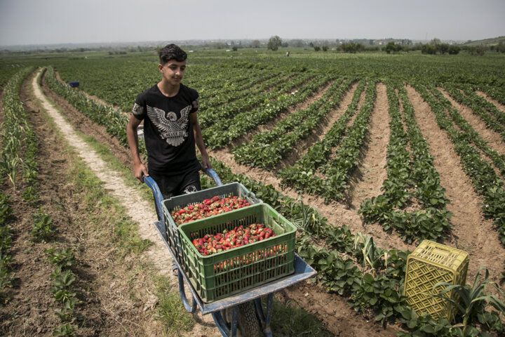 نفوذ فناوری های تحول زا در کشاورزی ایران شتاب میگیرد