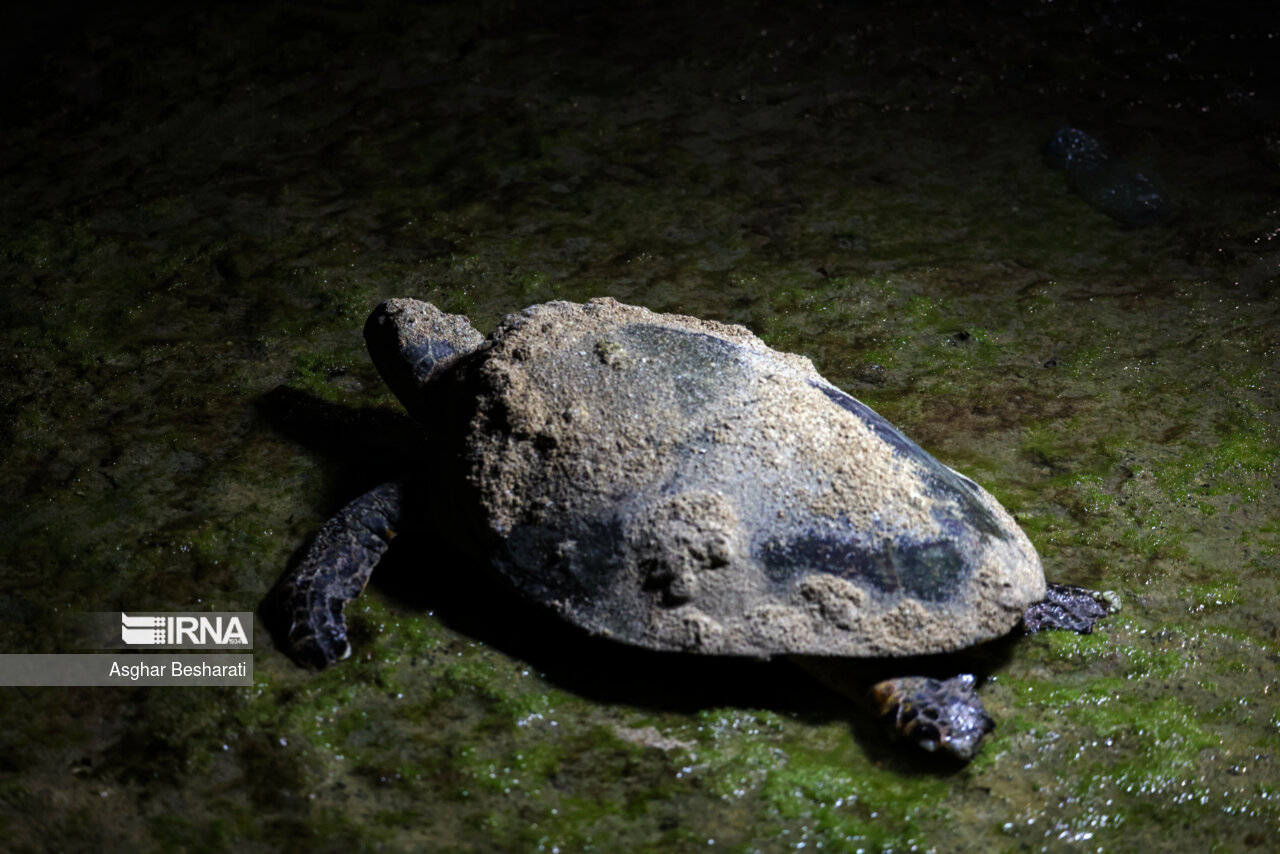 فیلم/ غواصی آزاد همراه با نجات لاک‌پشت‌های جزیره لارک