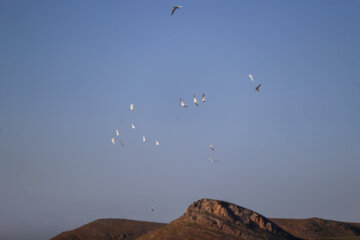 آبگیری تالاب آق گل همدان