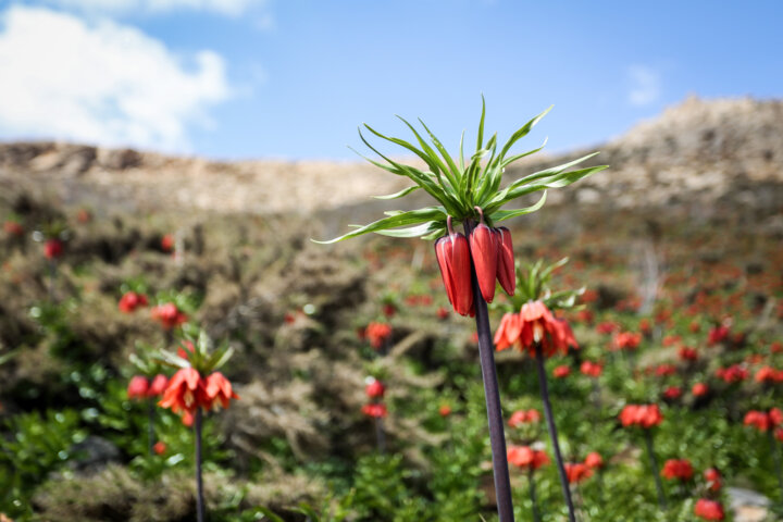 دشت لاله های وازگون روستای آستانه دهاقان اصفهان