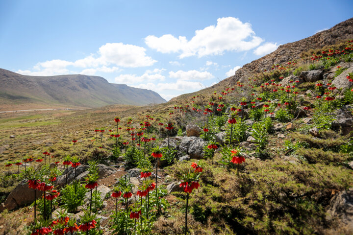 دشت لاله های وازگون روستای آستانه دهاقان اصفهان