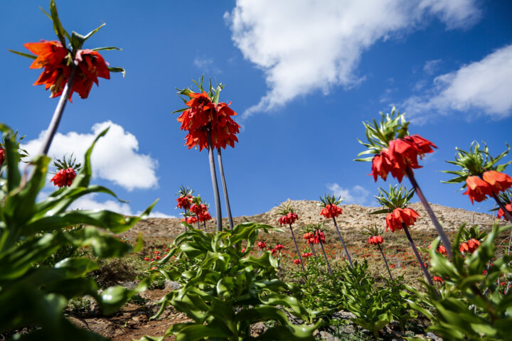 دشت لاله های وازگون روستای آستانه دهاقان اصفهان