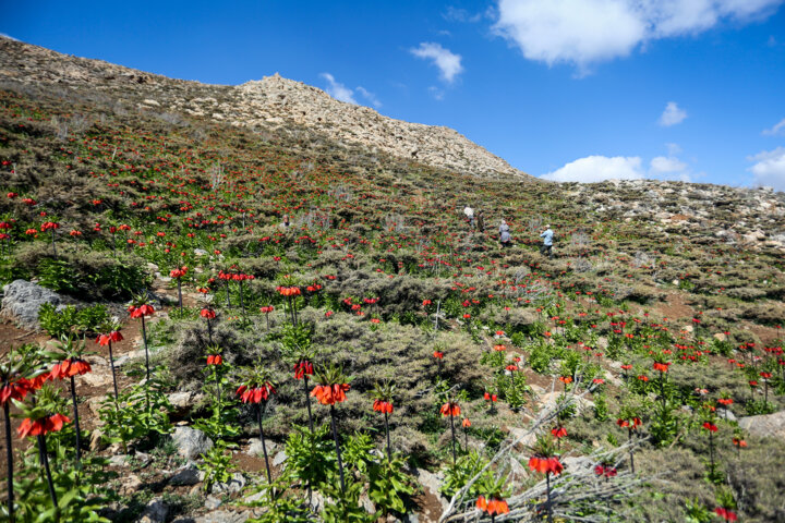 دشت لاله های وازگون روستای آستانه دهاقان اصفهان