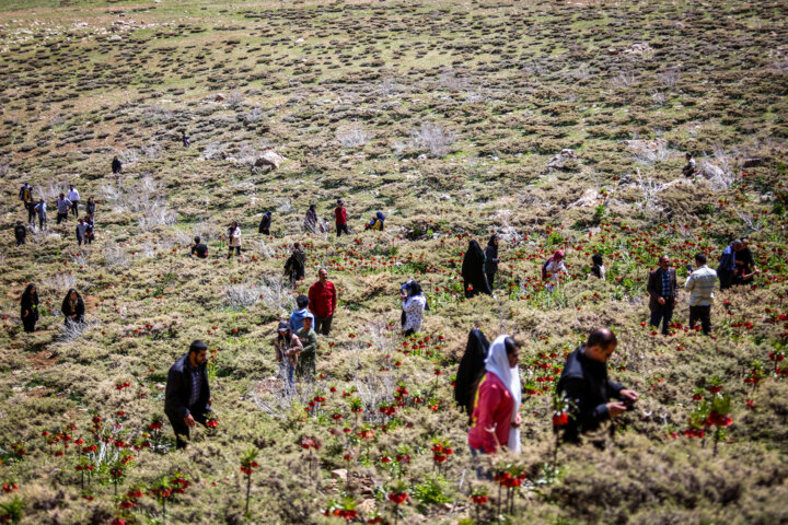 دشت لاله های وازگون روستای آستانه دهاقان اصفهان