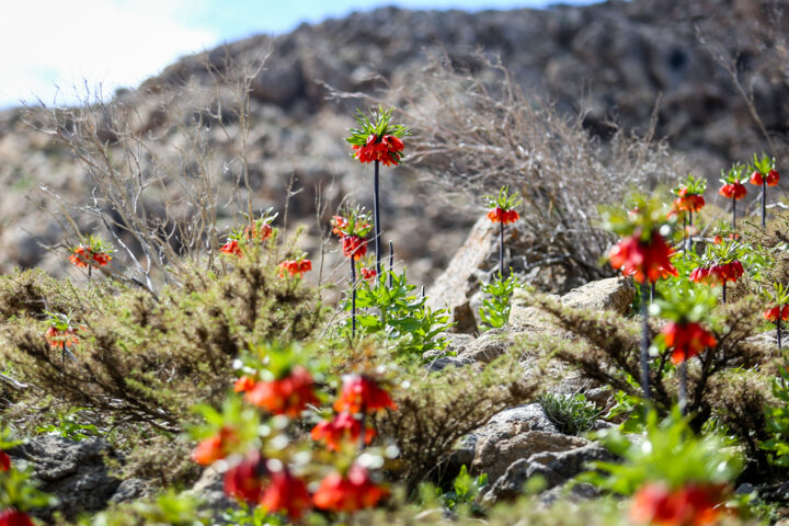 دشت لاله های وازگون روستای آستانه دهاقان اصفهان