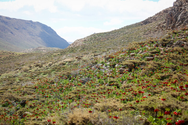 دشت لاله های وازگون روستای آستانه دهاقان اصفهان