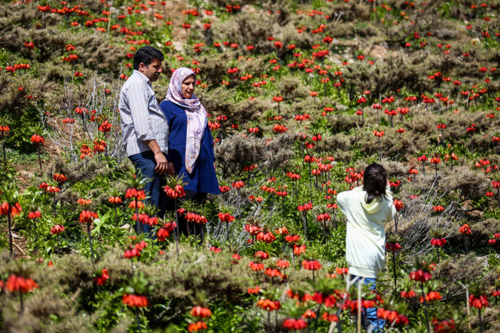 دشت لاله های وازگون روستای آستانه دهاقان اصفهان