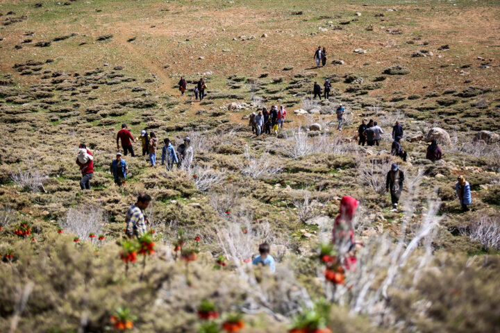 دشت لاله های وازگون روستای آستانه دهاقان اصفهان