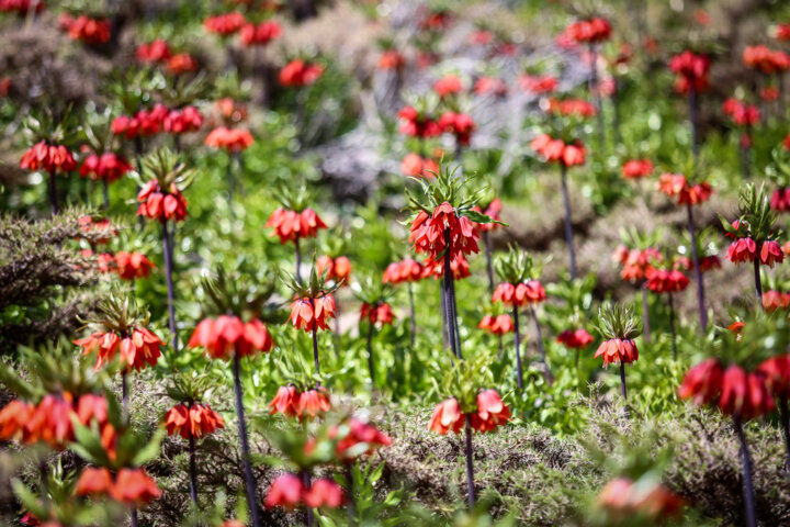 دشت لاله های وازگون روستای آستانه دهاقان اصفهان