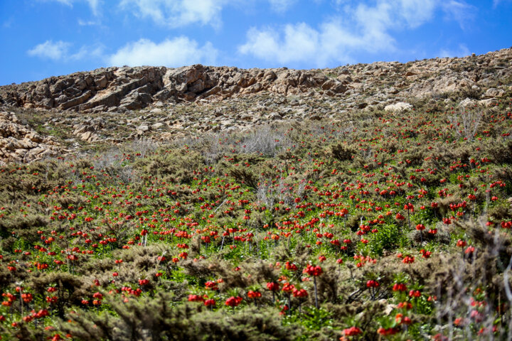 دشت لاله های وازگون روستای آستانه دهاقان اصفهان