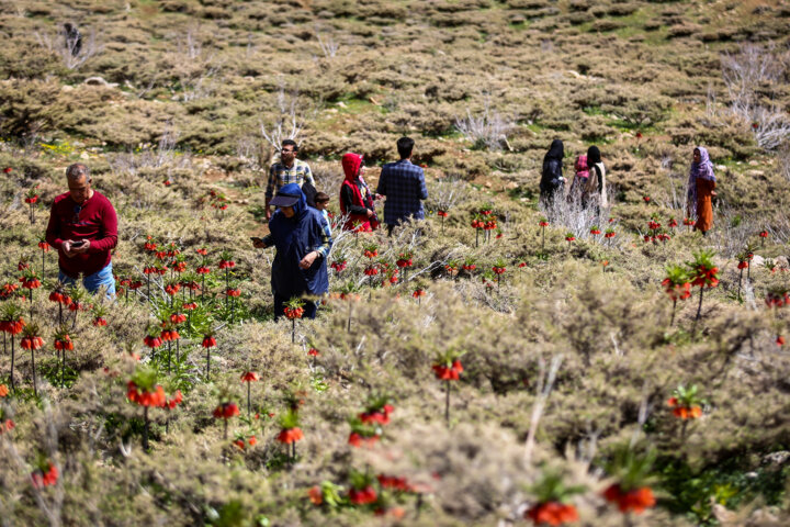 دشت لاله های وازگون روستای آستانه دهاقان اصفهان