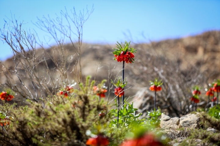 دشت لاله های وازگون روستای آستانه دهاقان اصفهان