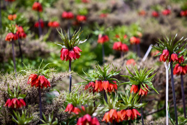 صادرات حلقه مفقوده توسعه صنعت گل در محلات