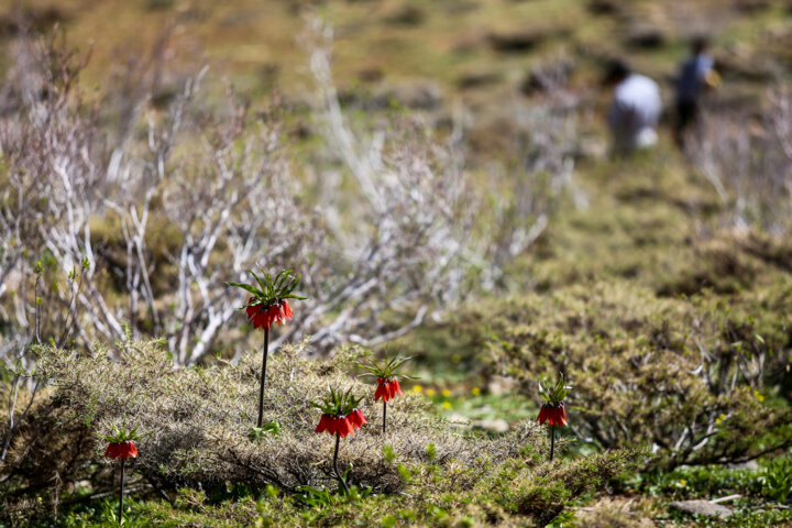 دشت لاله های وازگون روستای آستانه دهاقان اصفهان