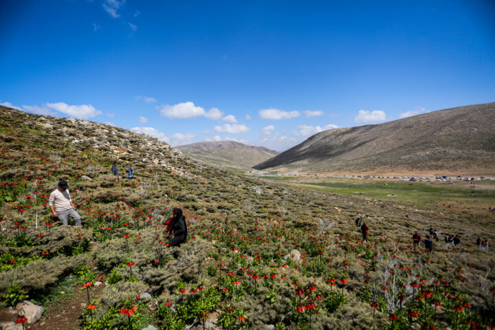 دشت لاله های وازگون روستای آستانه دهاقان اصفهان