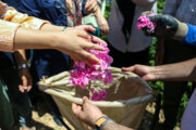 ۱۵۰۰ کیلوگرم گلبرگ گل محمدی در قزوین برداشت شد