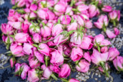 پیش بینی برداشت ۳۰ تن گل محمدی از دیم‌زارهای میامی