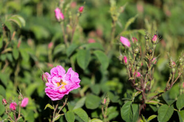 Meymand’s flowers and rosewater 