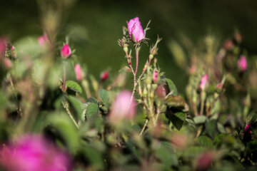 Meymand’s flowers and rosewater 