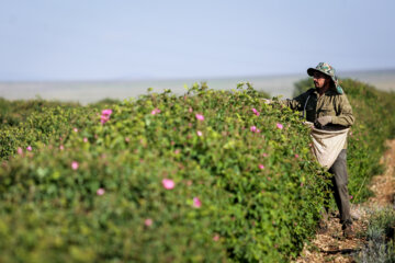 Meymand’s flowers and rosewater 