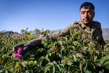 Meymand’s flowers and rosewater 