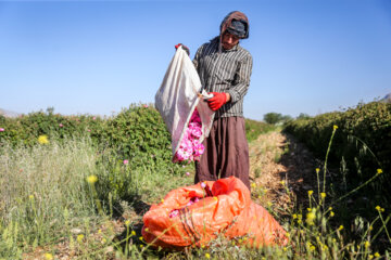 Meymand’s flowers and rosewater 