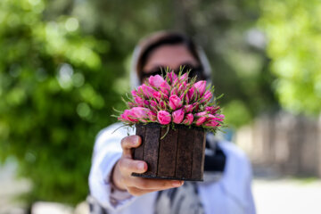 Meymand’s flowers and rosewater 