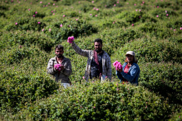 Meymand’s flowers and rosewater 